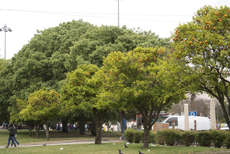 
Orange trees in the park, Belem