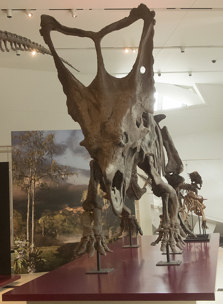 Chasmosaur at the Royal Ontario Museum