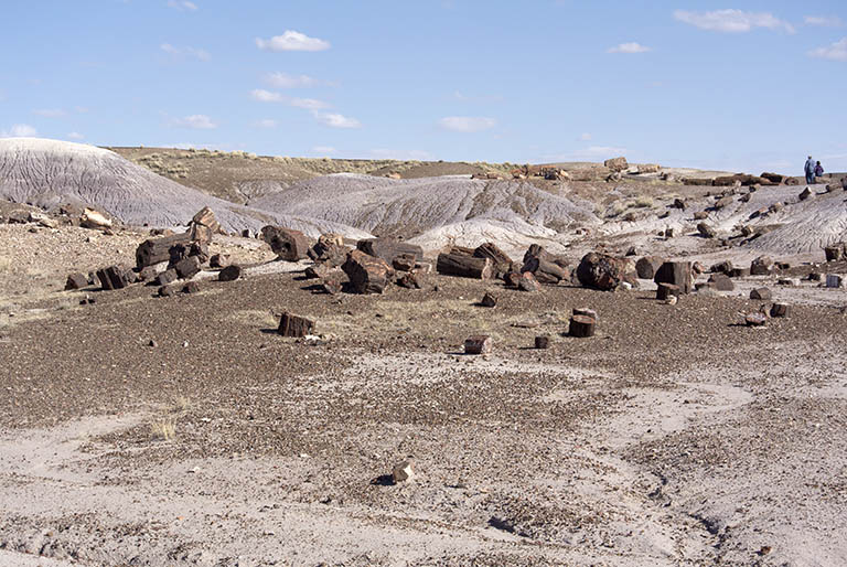 Petrified Forest trail