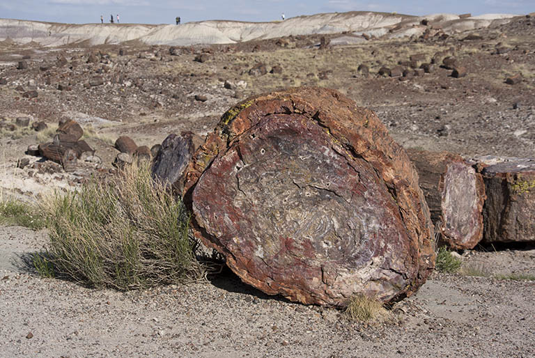Petrified Forest, end of a log