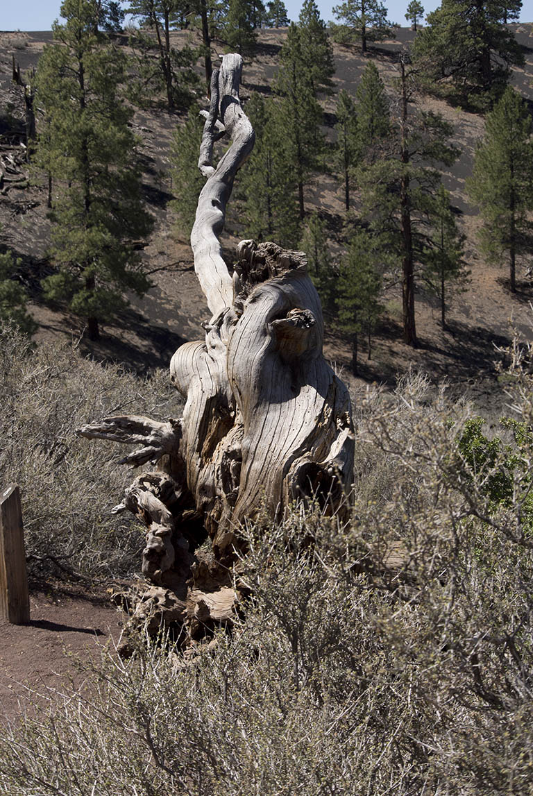 Dead tree, Sunset Crater