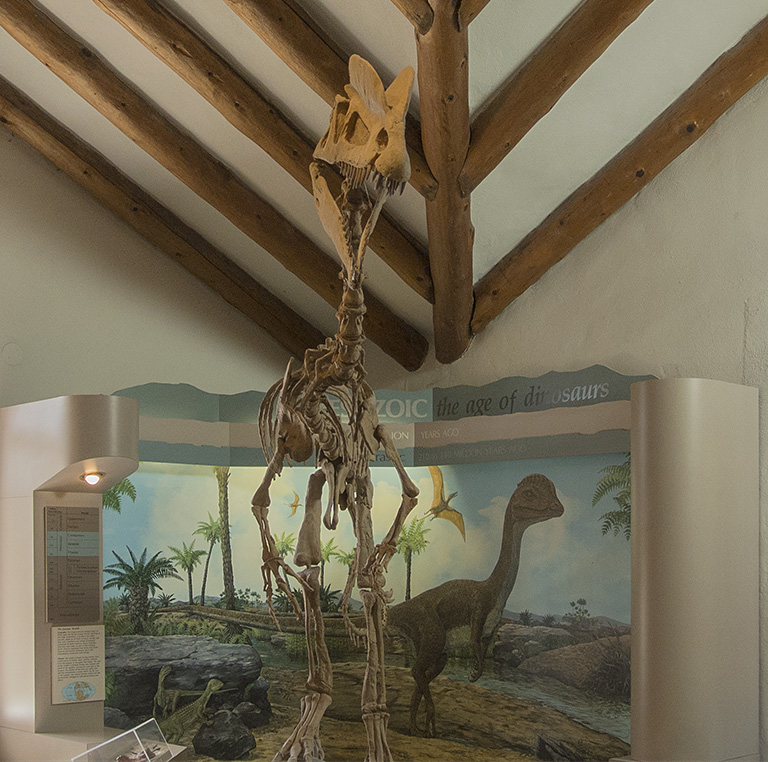 Museum of Northern Arizona Dilophosaurus mount
