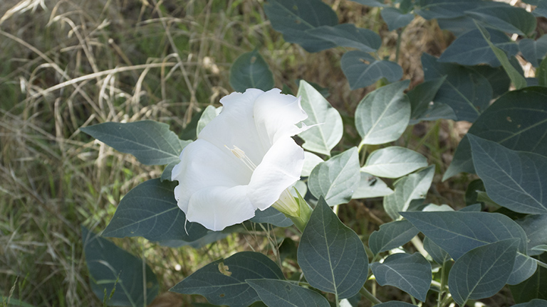 Montezuma Castle National Monument, Arizona: flowers along the valley floor