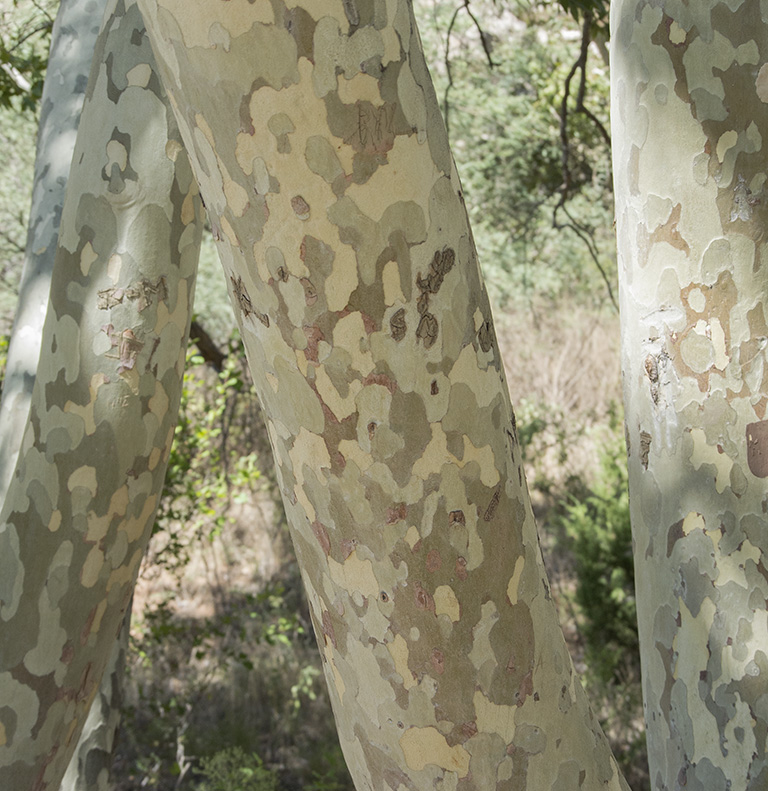 Montezuma Castle National Monument, Arizona: sycamore tree bark