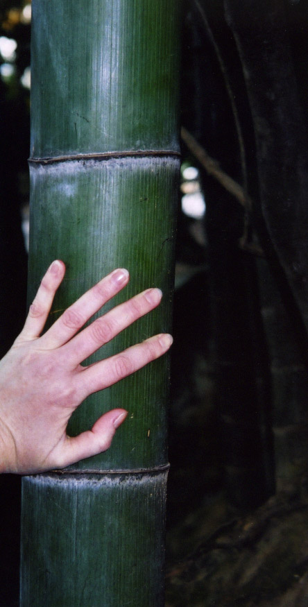 bamboo close-up