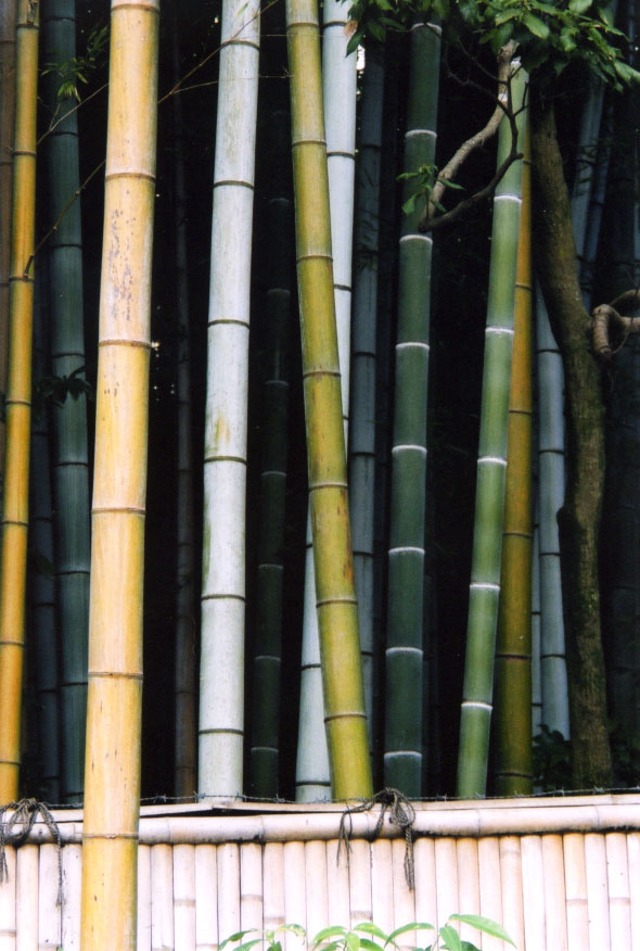 dense bamboo grove