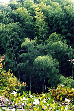 bamboo grove on hillside