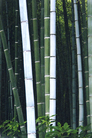 bamboo grove, Arashiyama