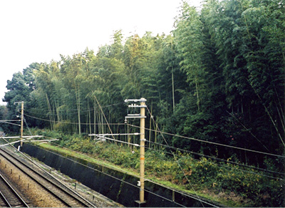 bamboo along train track