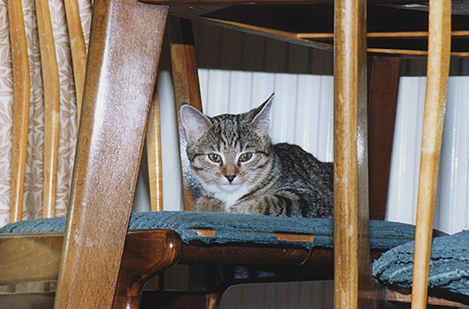 English cat Lucetta as kitten