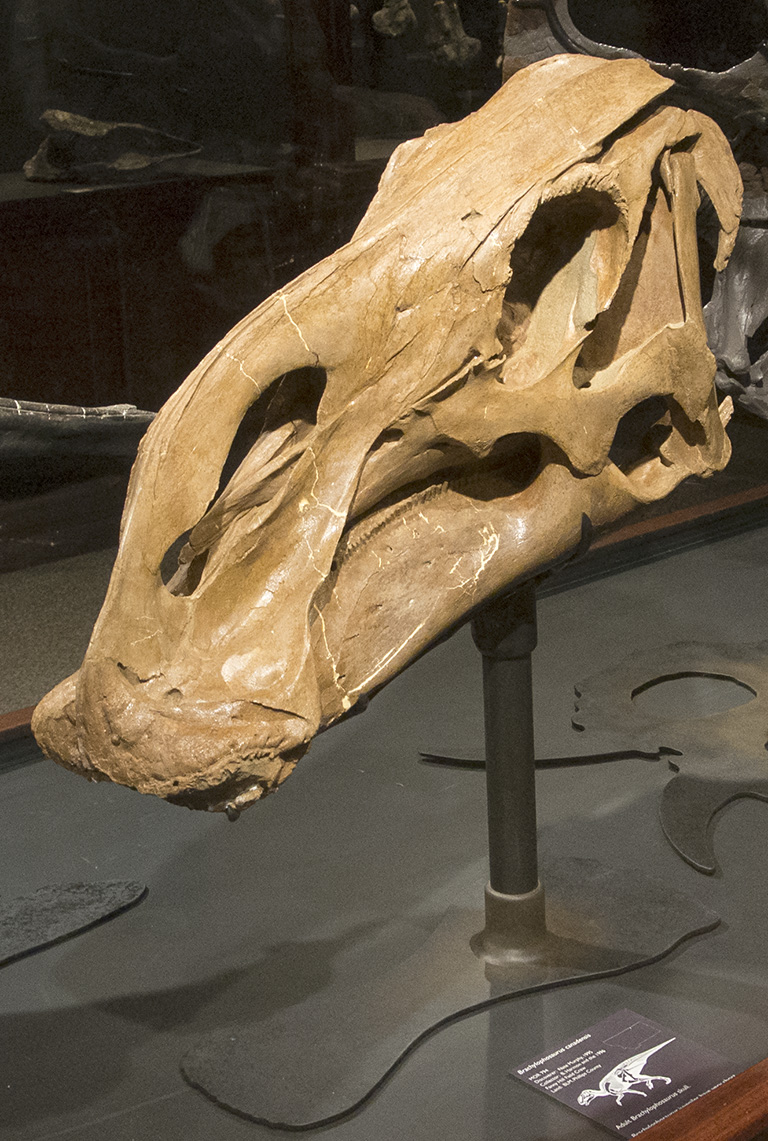 Brachylophosaurus skull