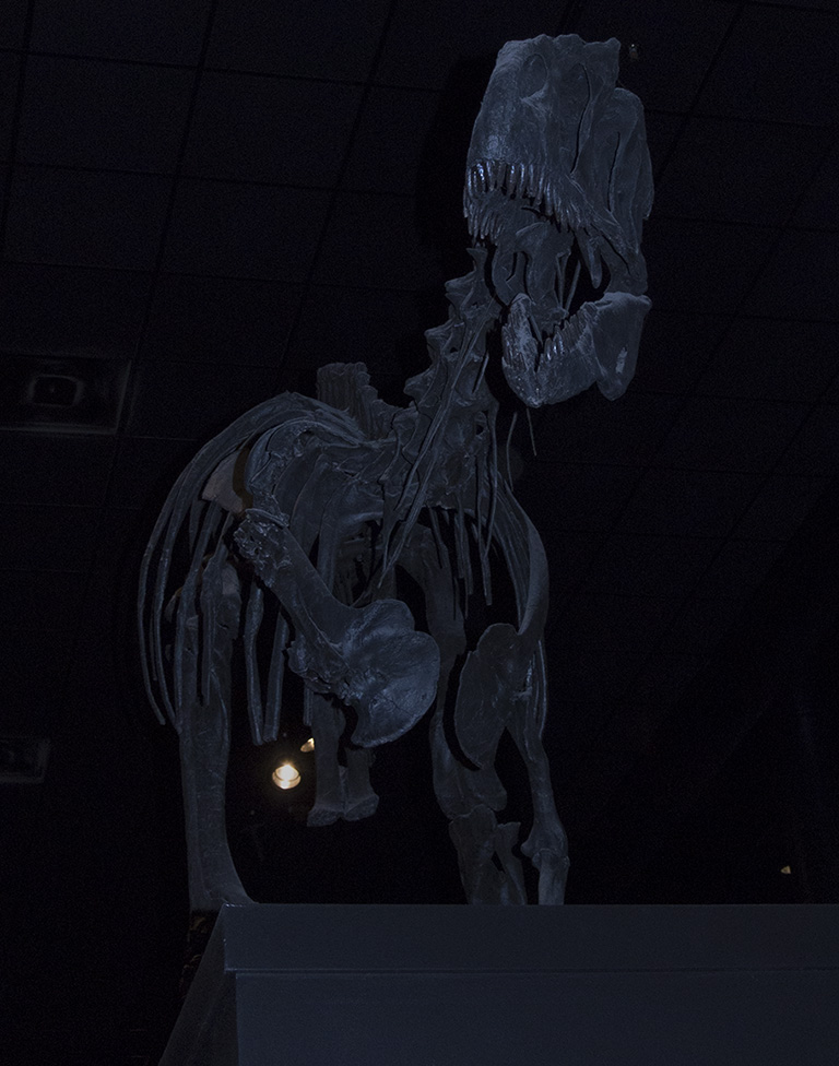 Gorgosaurus in the dark