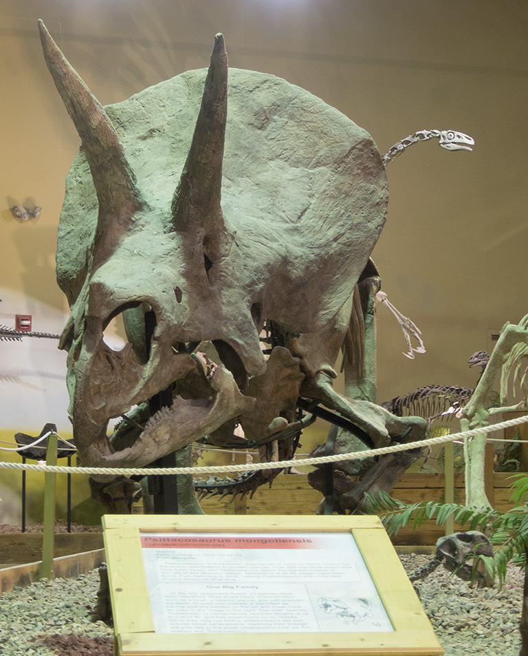 Triceratops at the Wyoming Dinosaur Center