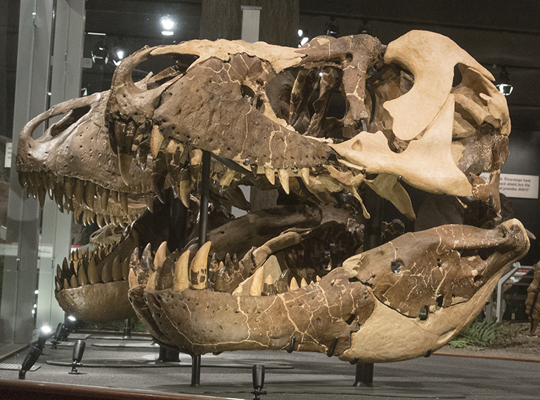 Tyrannosaurus heads at the MOR